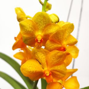Vanda Híbrida