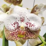 Vanda Híbrida