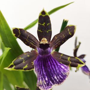 Zygopetalum 'Louisendorf'