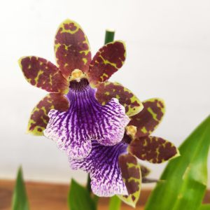 Zygopetalum 'Louisendorf'