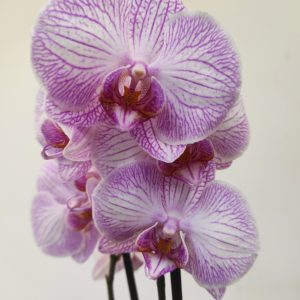 Phalaenopsis - 2 Hastes