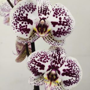 Phalaenopsis - 1 Haste