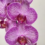Phalaenopsis - 1 Haste