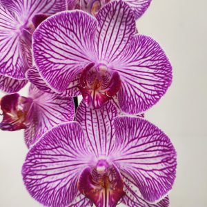 Phalaenopsis - 1 Haste