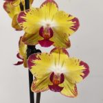 Phalaenopsis - 1 Haste