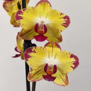 Phalaenopsis - 1 Haste