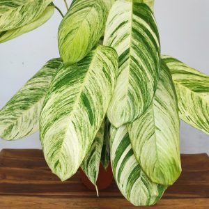 Stromanthe Rolandicus