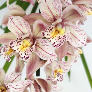 Cymbidium Italy Spot 2 Hastes - V.14