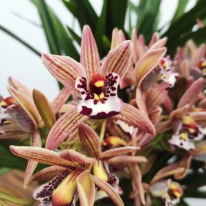 Cymbidium Pendula 3-4 Hastes - V.14