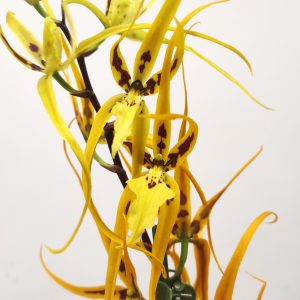 Brassia Summer Dream