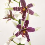 Brassia Summer Dream