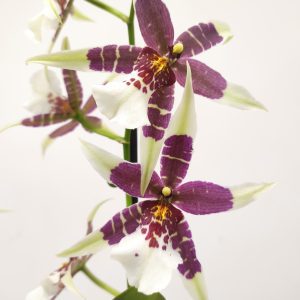 Brassia Summer Dream