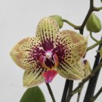 Phalaenopsis Symphony - 2 Hastes