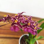 Oncidium Titanium