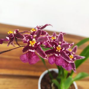 Oncidium Titanium