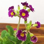 Primula Veris