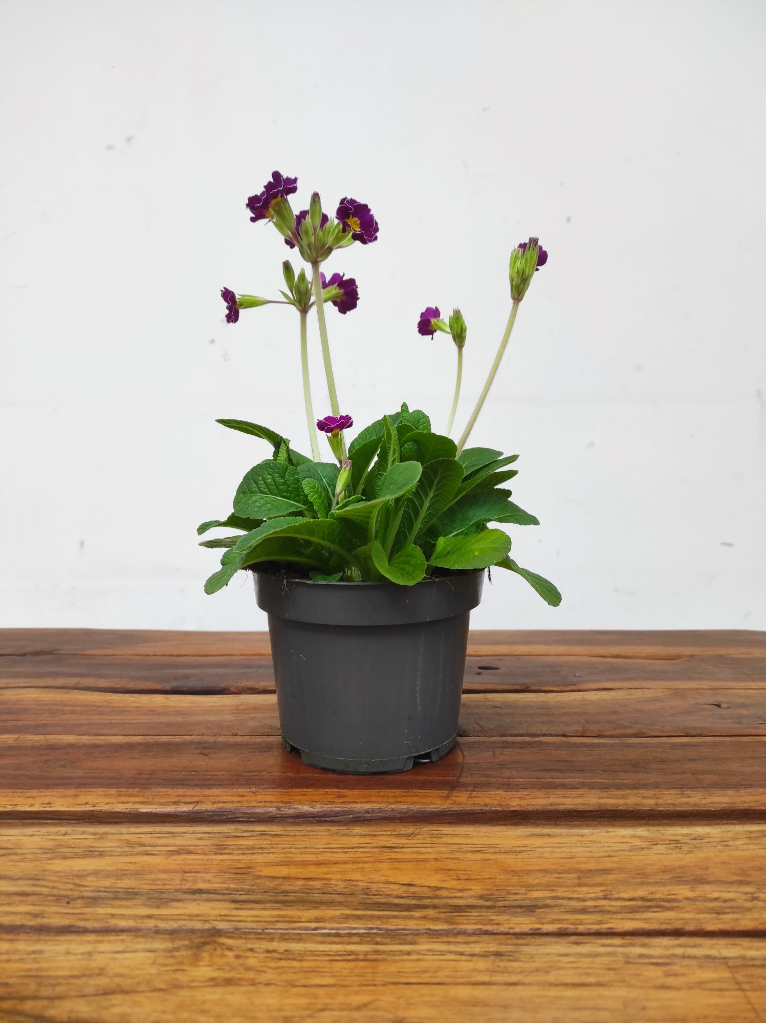 Primula Veris - Image 2