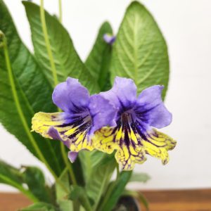 Streptocarpus