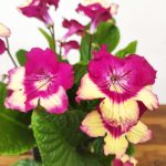 Streptocarpus