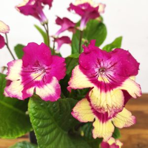 Streptocarpus