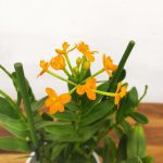 Epidendrum Radicans