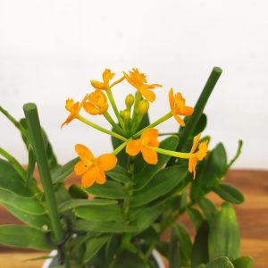 Epidendrum Radicans
