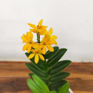 Epidendrum Radicans
