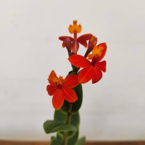 Epidendrum Radicans