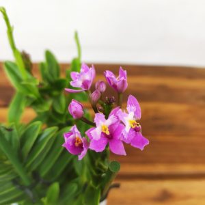 Epidendrum Radicans