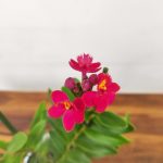 Epidendrum Radicans