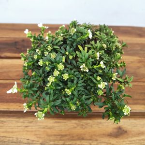 Iberis Semp. 'Appen-etz'