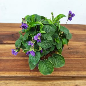 Viola Odorata 'Koenigin Charlott'