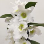 Dendrobium Nobile
