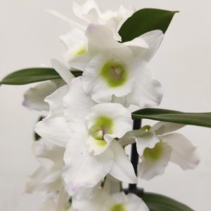Dendrobium Nobile