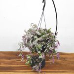 Tradescantia Flum. 'Pink Hill'