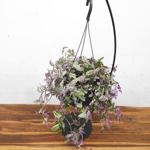 Tradescantia Flum. 'Pink Hill'