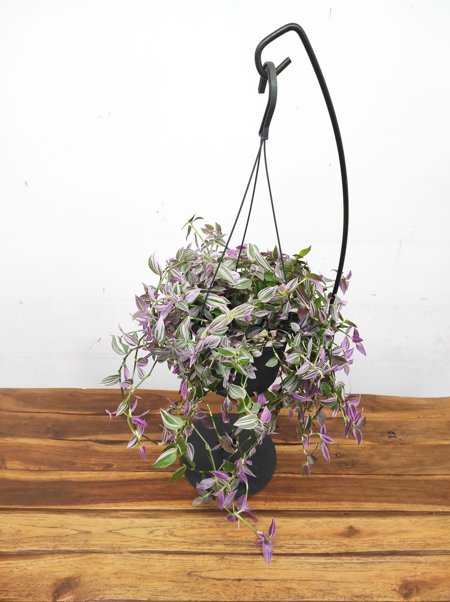 Tradescantia Flum. 'Pink Hill'