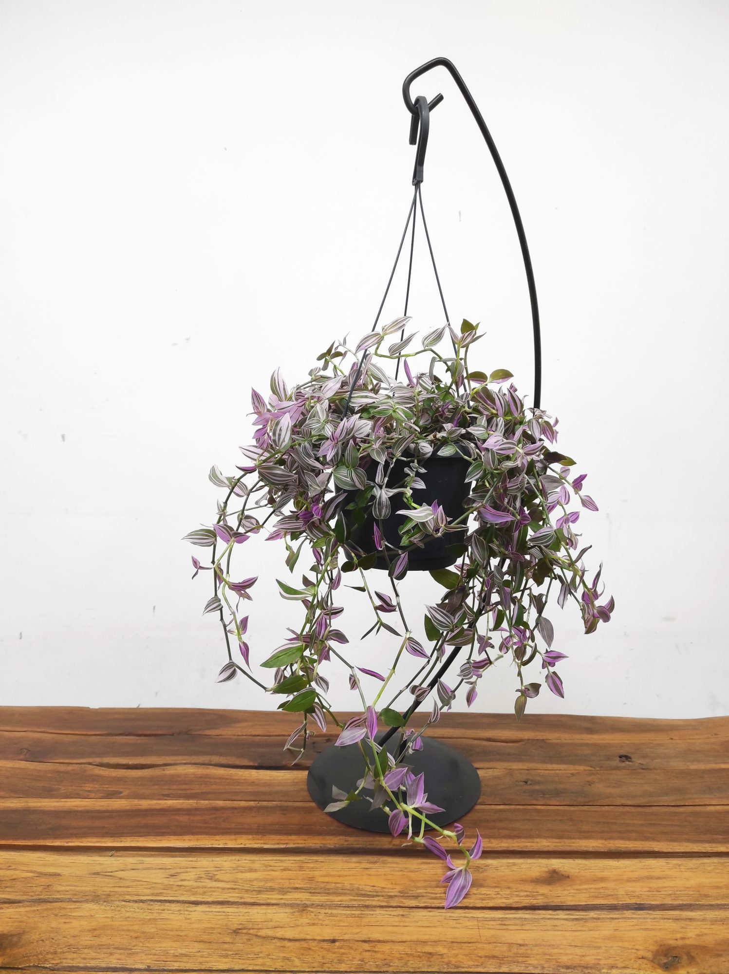 Tradescantia Flum. 'Pink Hill' - Image 2