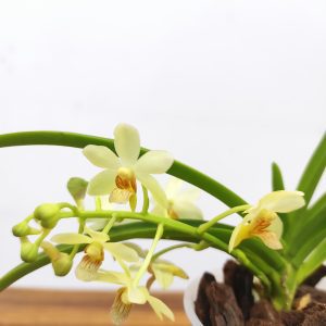 Vanda Holcostylis 'Ms Sunlight' x Ascocentrum Aurantiacum
