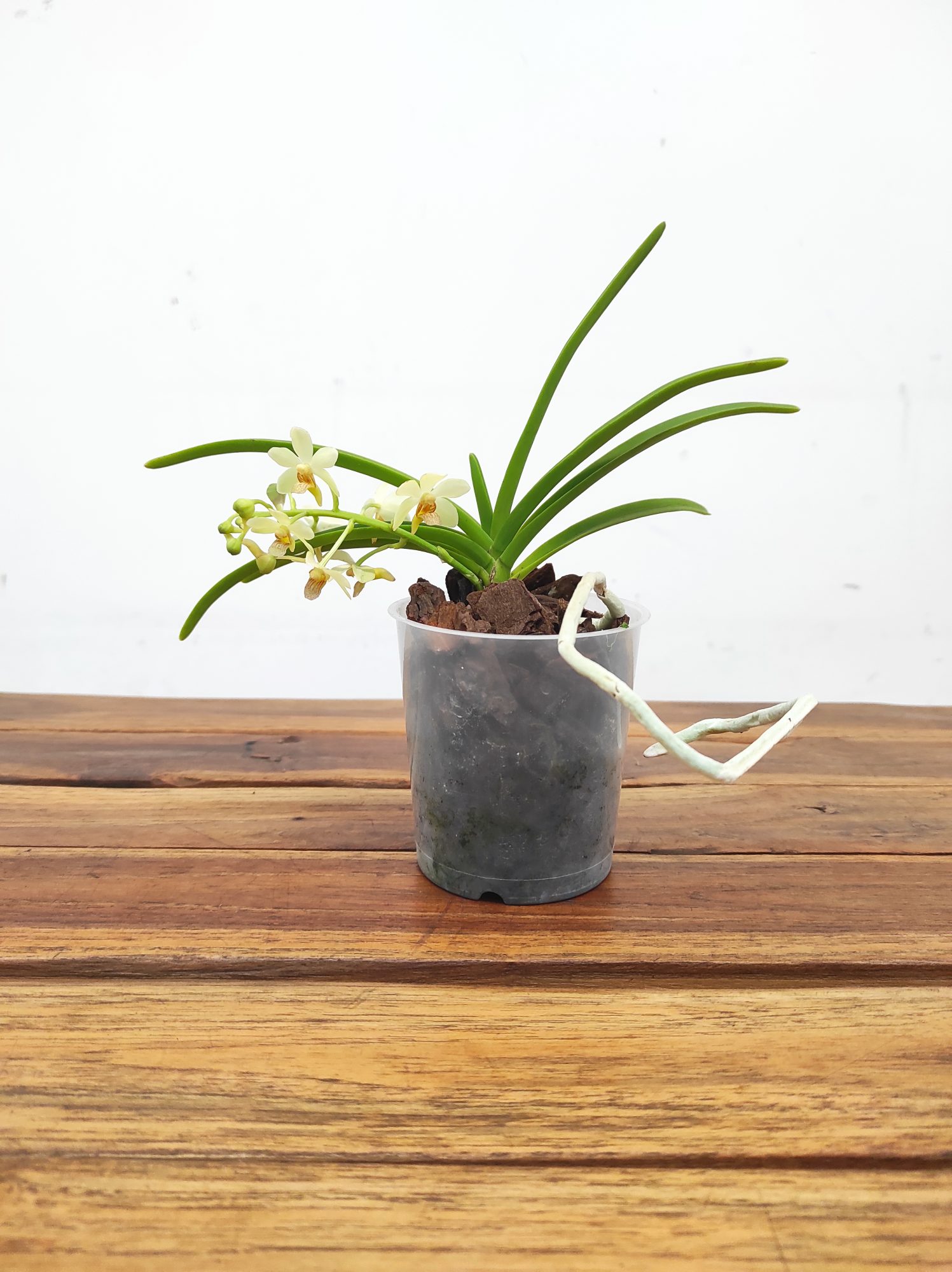 Vanda Holcostylis 'Ms Sunlight' x Ascocentrum Aurantiacum - Image 2