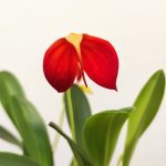 Masdevallia Ignea V.9