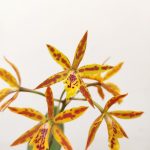 Epicattleya Volcano Trick