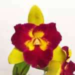 Cattleya 1 Haste