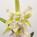 Cattleya 1 Haste