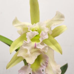 Cattleya 1 Haste