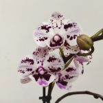 Phalaenopsis Multi. Rosa - 2 Hastes