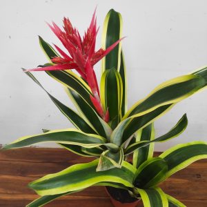 Aechmea 'Brasil'