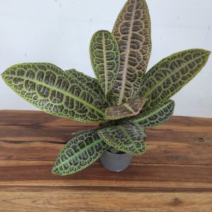 Labisia Obtusifolia Kura Kura