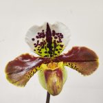 Paphiopedilum USA