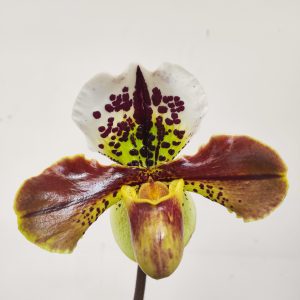 Paphiopedilum USA